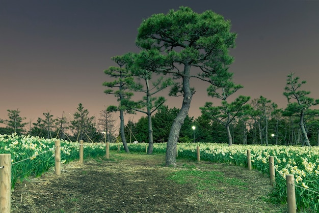 Champ de nuit de fleurs de narcisse autour d'un pin dans un parc japonais