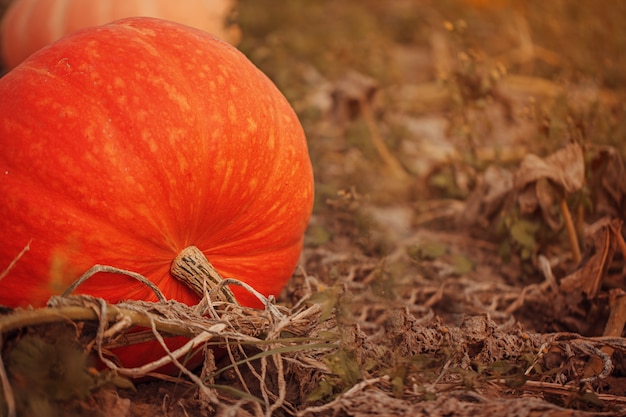 Champ orange citrouille. Saison de récolte en octobre.