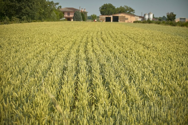 Champ d'orge sur une exploitation agricole : récolte très riche et abondante.