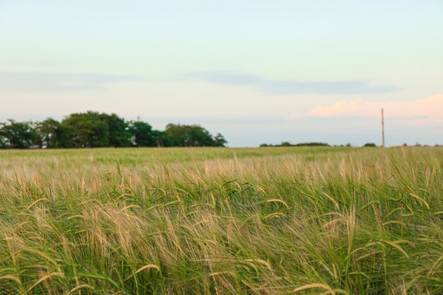 Champ d'orge vert contre le ciel, espace pour le texte. Agriculture