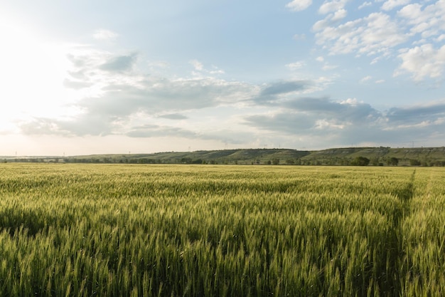 Un champ d'orge verte sur les collines