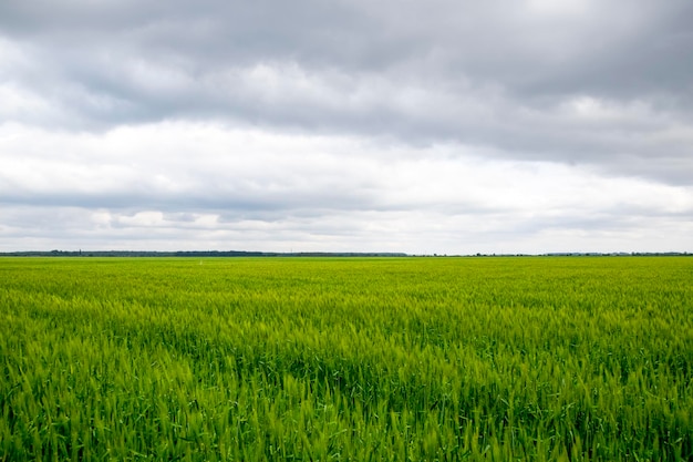 champ d'orge verte immature Épillets d'orge Le champ est de l'orge Paysage rural