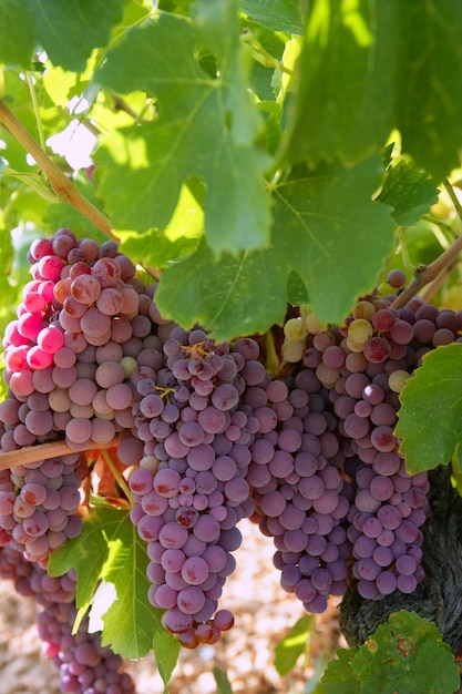 Champ de pamplemousse rouge vin agriculture