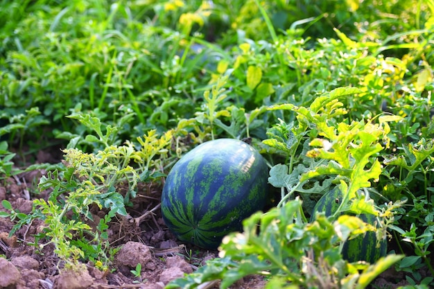 Champ de pastèque avec des fruits de pastèque pastèque fraîche au sol agriculture jardin ferme de pastèque avec plante d'arbre à feuilles récoltant des pastèques dans le champ