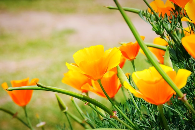 Champ de pavot de Californie (Eschscholzia californica) est en fleurs, belles fleurs orange