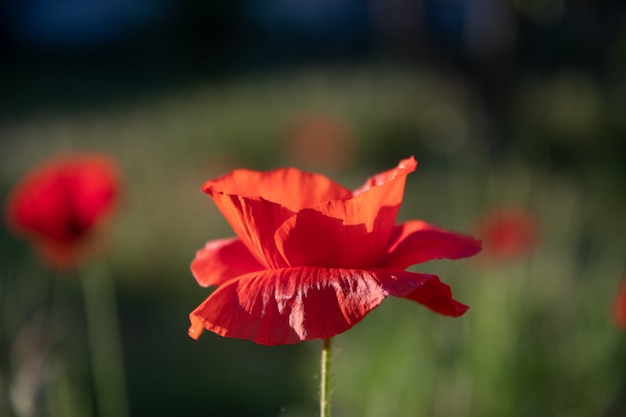 Champ de pavot dans la lumière du matin un jour d'été dans le parc