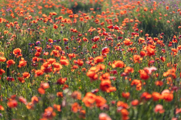 Un champ de pavot en fleurs. Fond floral