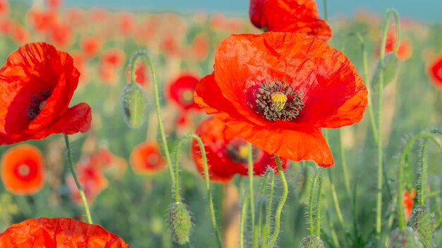 Champ de pavot rouge d'été dans le domaine