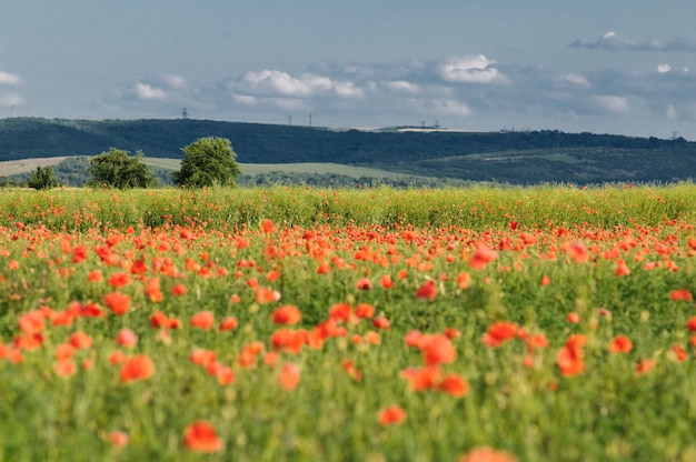 Champ de pavot sauvage