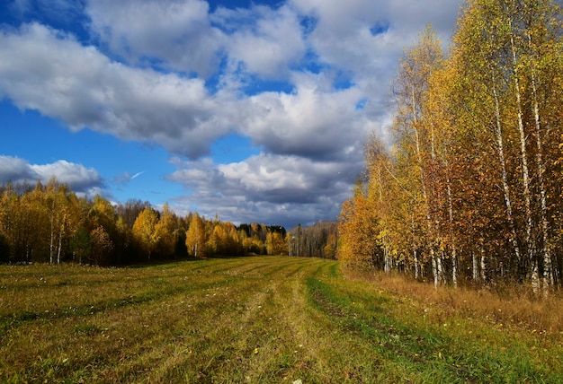 Champ de paysage d'automne et bouleaux jaunes