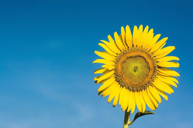 Champ de paysage fleuri de Sunflower Farm