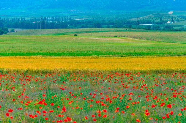 Champ de paysage de lavande et de coquelicots dans la ville de Bakhchisarai en Crimée.