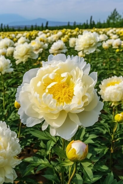 Photo un champ de péonies en fleurs de près