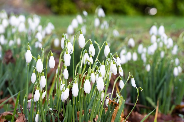 Photo champ avec des perce-neige blancs. hiver.