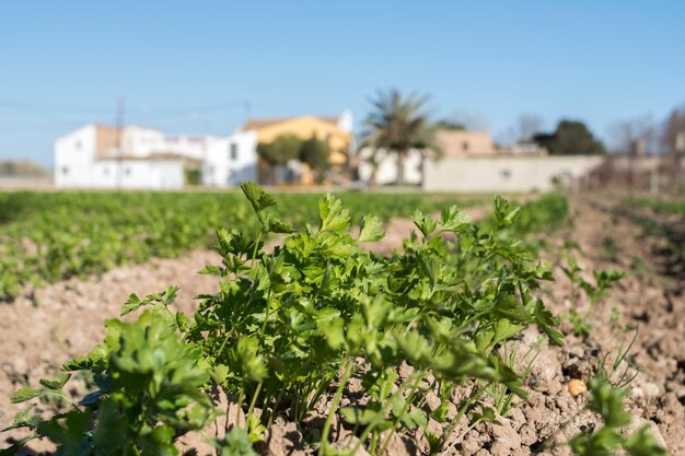 Photo le champ de péréjil