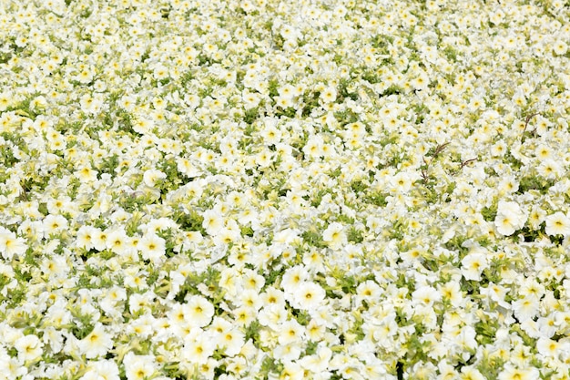 Un champ de petites fleurs blanches et jaunes