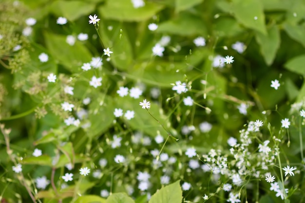 Un champ de petites fleurs blanches