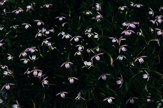 Un champ de petites fleurs violettes avec le mot « petit » en bas.