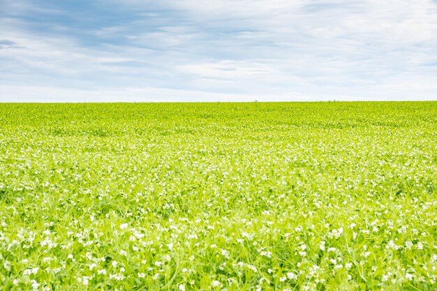 Champ de petits pois en fleurs au printemps