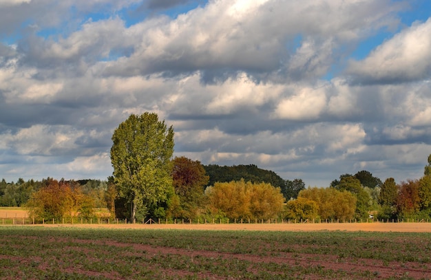 champ de photo de paysage et arbres en automne