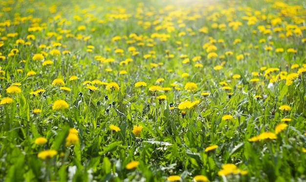 champ de pissenlits à fleurs jaunes