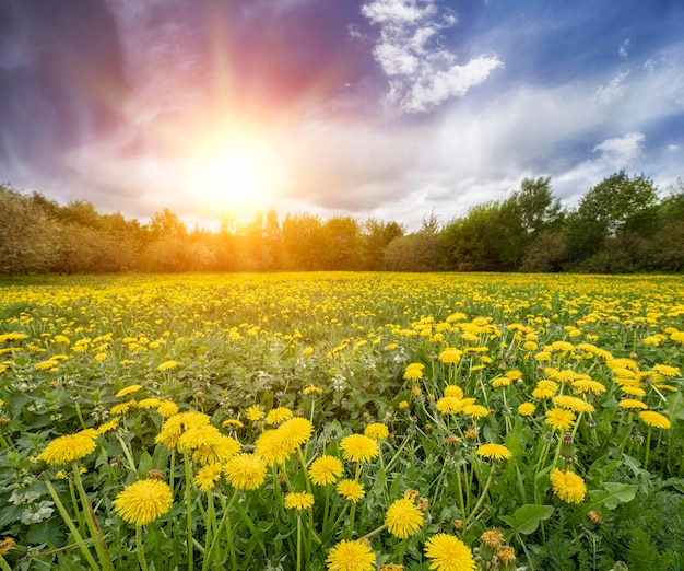 Champ avec pissenlits jaunes et ciel bleu Le concept et l'idée de l'harmonie et de la détente printanières Un soleil éclatant dans le ciel