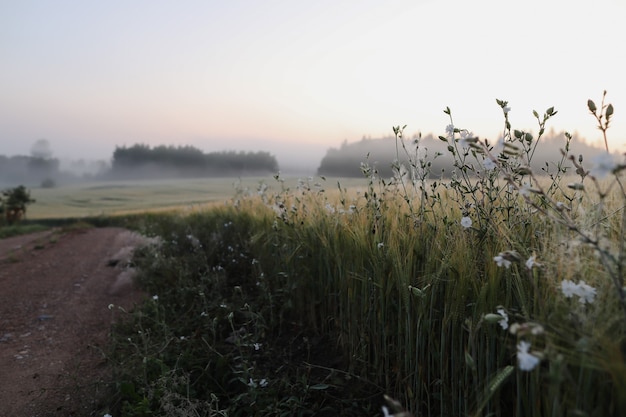 Champ pittoresque et paysage de campagne pittoresque au lever du soleil en été