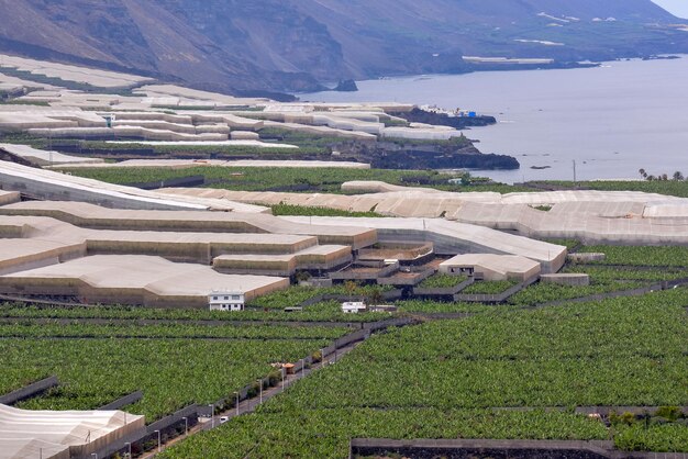 Le champ de la plantation de bananes