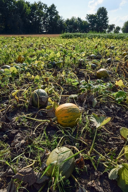 Un champ avec une plantation de citrouilles non mûres et une forêt en arrière-plan