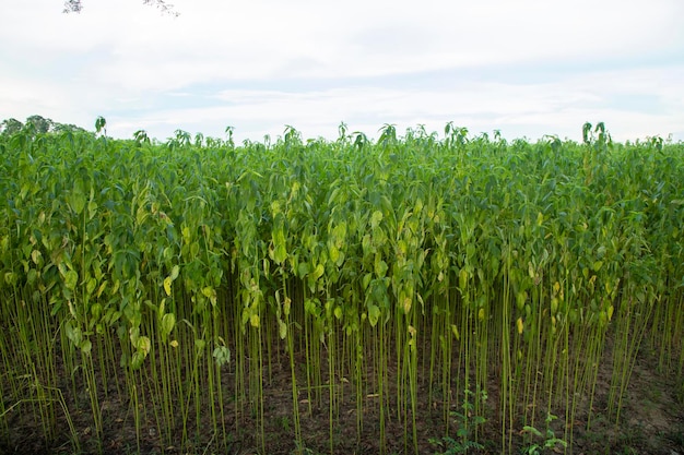 Champ de plantation de jute vert. Fond de texture de plante de jute brut