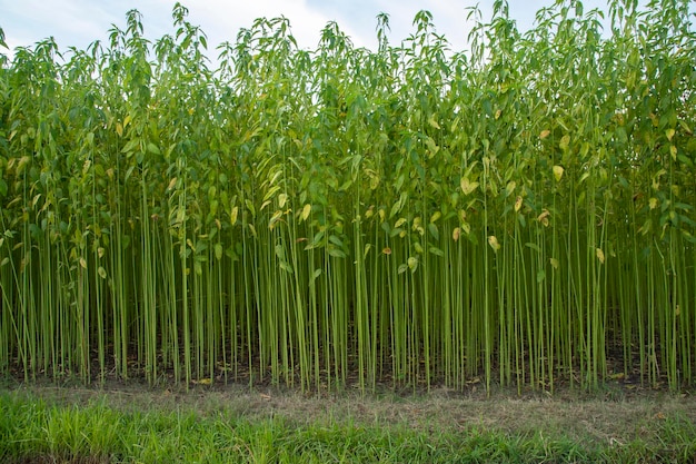 Champ de plantation de jute vert. Fond de texture de plante de jute brut