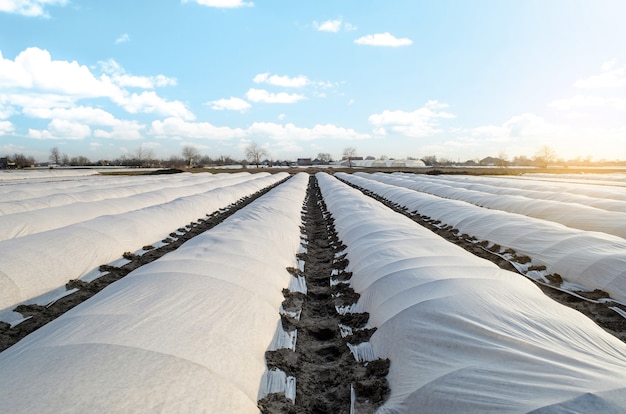 Le champ de plantation de pommes de terre de ferme est recouvert de tissu agricole non tissé spunbond spunlaid