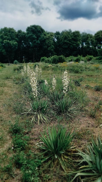 Un champ de plantes d'aloe vera à fleurs blanches