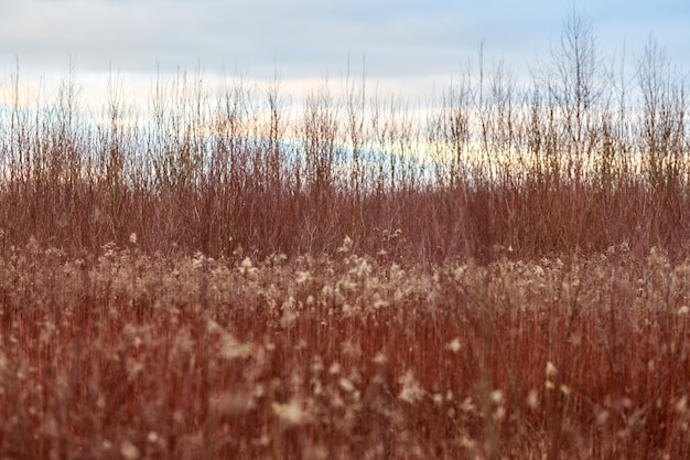 Champ de plantes aux longues tiges rouges et aux fleurs blanches duveteuses. Beau paysage rétro de campagne du soir au coucher du soleil.