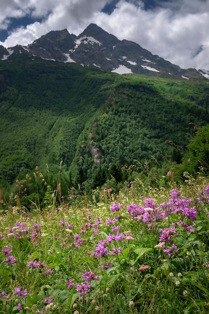 Champ avec plantes à fleurs herbes et fleurs sur Dombai