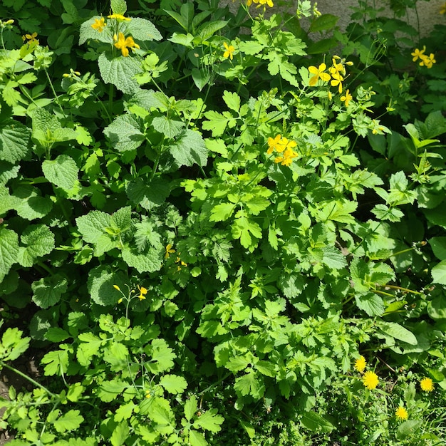 Un champ de plantes à fleurs jaunes et feuilles vertes.