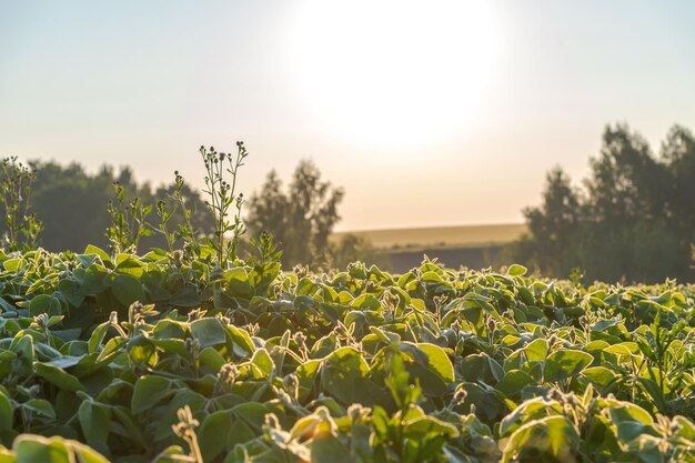 Photo un champ de plantes vertes avec le coucher de soleil derrière lui