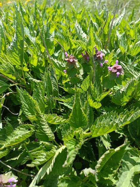 Un champ de plantes vertes avec des fleurs violettes et des feuilles vertes.