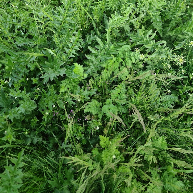 Un champ de plantes vertes avec le mot « sauvage » en bas.