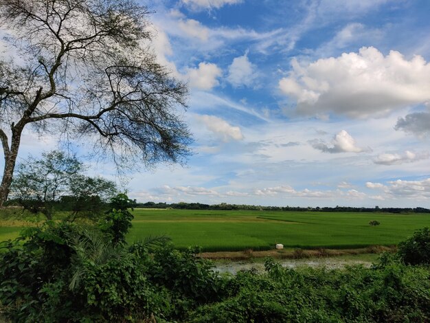 Champ de plantes vertes sous les nuages blancs et le ciel bleu. Environnement merveilleux des zones rurales du Bangladesh