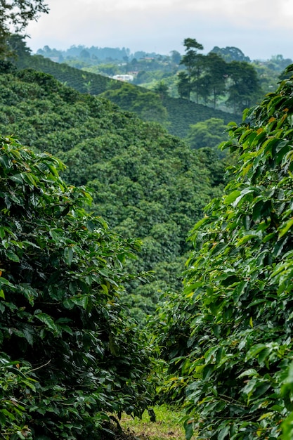 Champ de plants de café à Pereira Risaralda Colombie