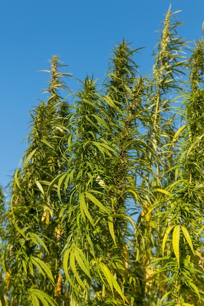 Champ de plants de marijuana cannabis vert