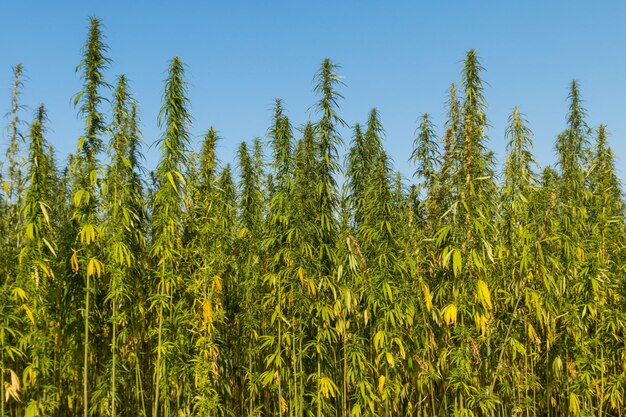 Photo champ de plants de marijuana cannabis vert