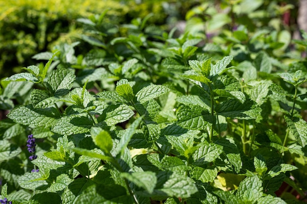 Un champ de plants de menthe avec le mot menthe sur le dessus.