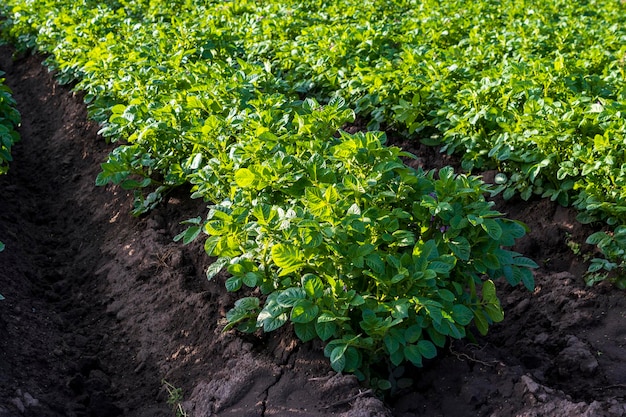 champ de plants de pommes de terre vertes avec sol de fertin noir