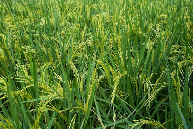 Champ de plants de riz en croissance (paddy vert). Culture de cultures importantes de la Thaïlande.