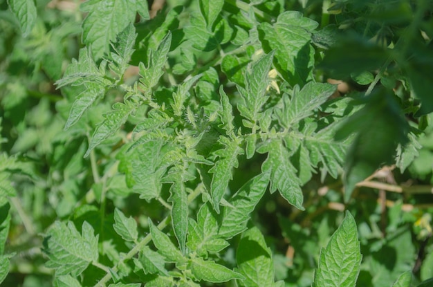 Champ avec plants de tomates vertes Jardin bio avec plants de tomates Plant de tomates bio