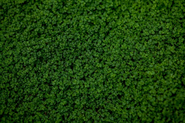 Un champ plein de trèfles verts