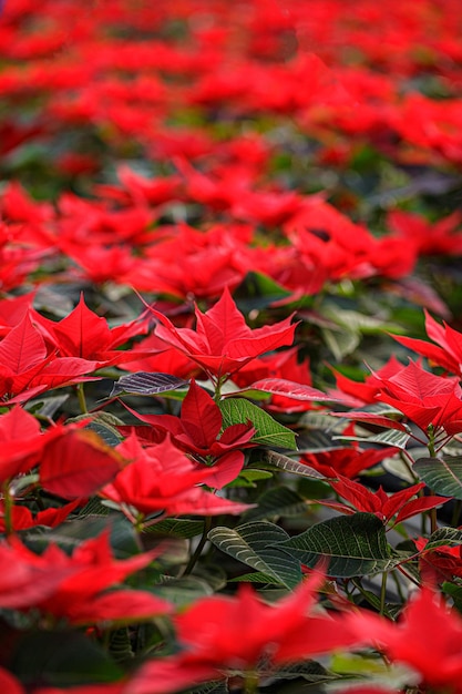 Champ de Poinsettia rouge