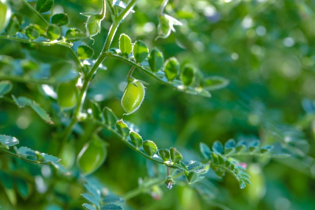 Champ De Pois Chiches Verts Frais